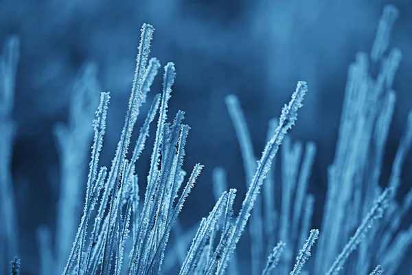 Rami Coperti Con Sfondo Hoarfrost Paesaggio Astratto Neve Inverno Natura — Foto Stock