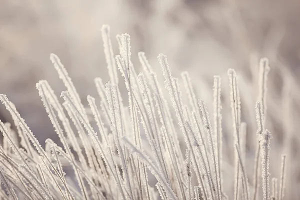 Zweige Mit Raureif Hintergrund Bedeckt Abstrakte Landschaft Schnee Winter Natur — Stockfoto