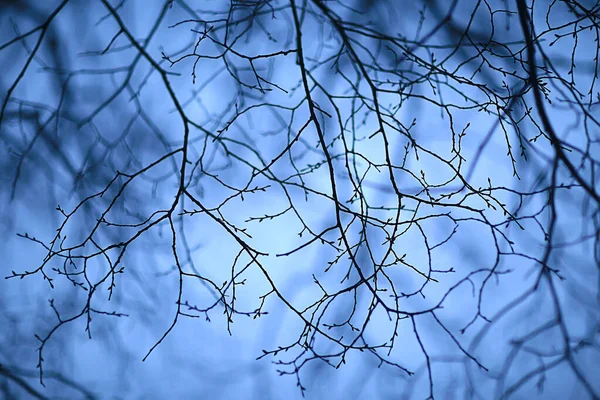 Rami Senza Foglie Sera Autunno Astratto Sfondo Stagionale Tristezza — Foto Stock