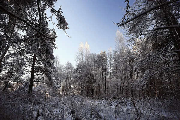 Paesaggio Foresta Invernale Bella Vista Stagionale Nella Foresta Innevata Dicembre — Foto Stock