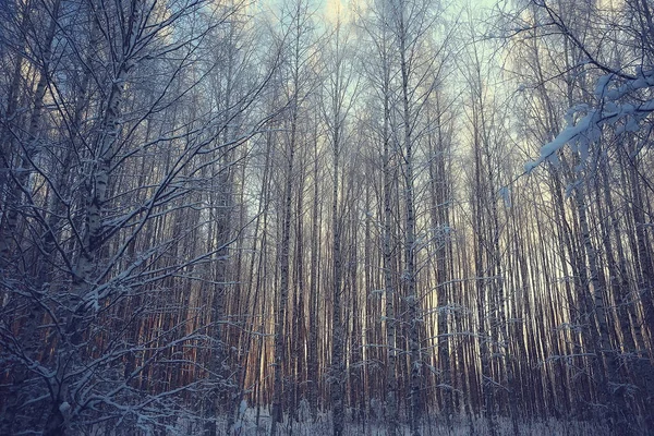 Τοπίο Δάσος Χειμώνα Εποχιακή Όμορφη Θέα Στο Χιονισμένο Δάσος Δεκέμβριος — Φωτογραφία Αρχείου