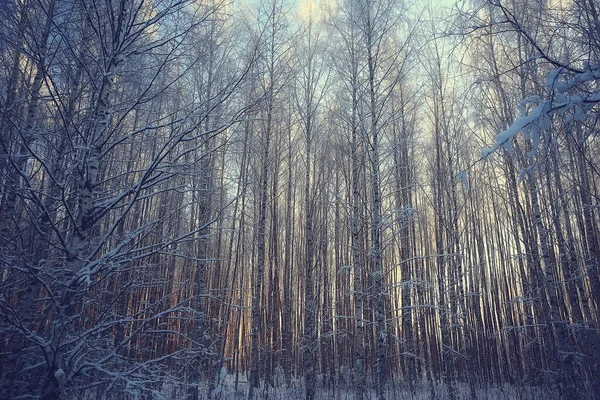 Paysage Forêt Hiver Saisonnier Belle Vue Dans Forêt Enneigée Décembre — Photo