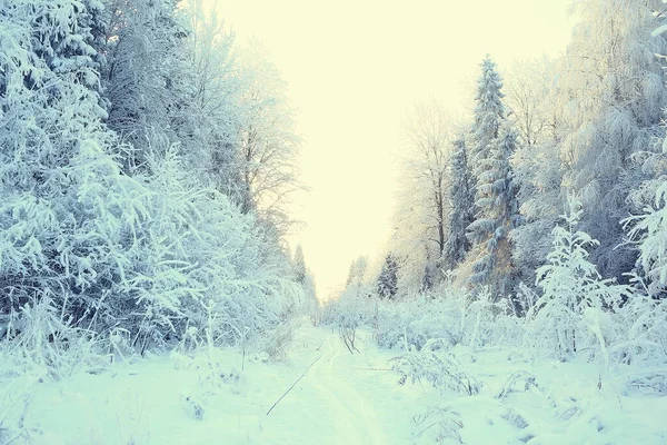 Kış orman manzarası karla kaplı, Aralık noeli doğa beyaz arka plan