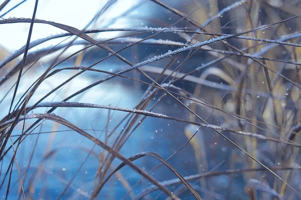 Zweige Mit Raureif Hintergrund Bedeckt Abstrakte Landschaft Schnee Winter Natur — Stockfoto