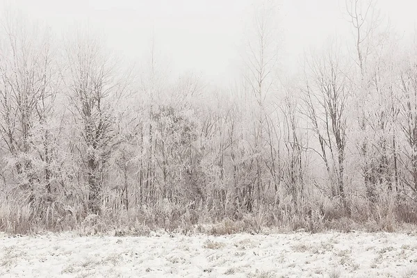 Inverno Paisagem Florestal Coberta Neve Dezembro Natal Natureza Fundo Branco — Fotografia de Stock