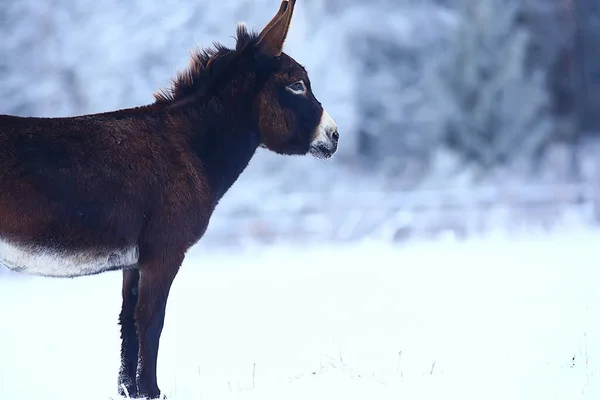 Paarden Winter Veld Heester Vorst Landschap Kerstvakantie Ranch — Stockfoto