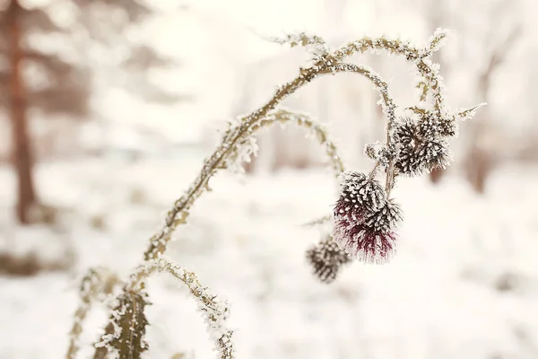Gałęzie Pokryte Mrozem Tle Abstrakcyjny Krajobraz Śnieg Zima Natura Mróz — Zdjęcie stockowe