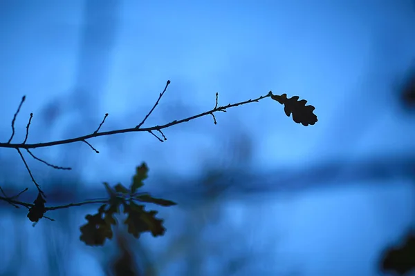Herbst Abend Zweige Düsteren Hintergrund Abstrakte Saisonale Konzept Traurigkeit Stress — Stockfoto
