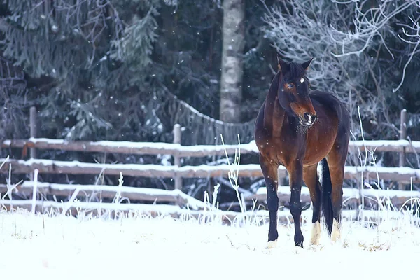 Kış tarlalarındaki atlar kışın donarak, çiftlikte noel tatilleri...