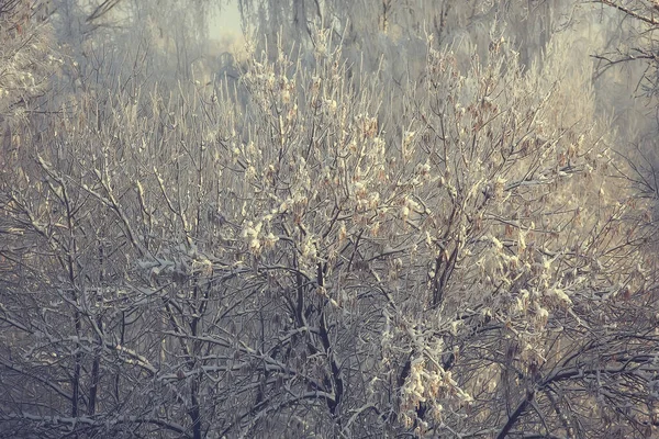 Grenar Täckta Med Hes Bakgrund Abstrakt Landskap Snö Vinter Natur — Stockfoto