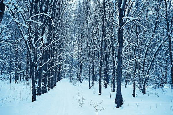 Vinter Skog Landskap Täckt Med Snö December Jul Natur Vit — Stockfoto