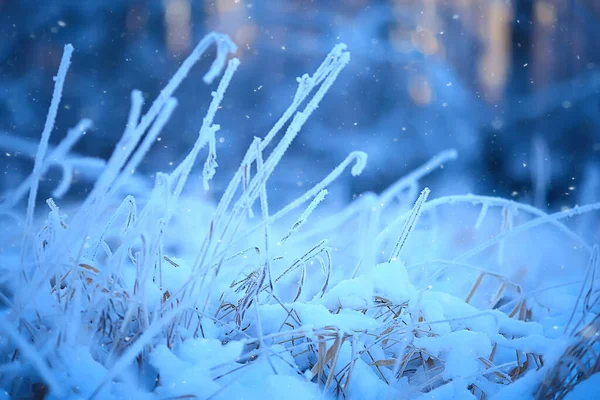 分枝覆盖着霜冻背景 抽象景观积雪冬季自然霜冻 — 图库照片