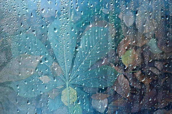 wet glass view of branches park autumn, abstract background drops on the window evening november