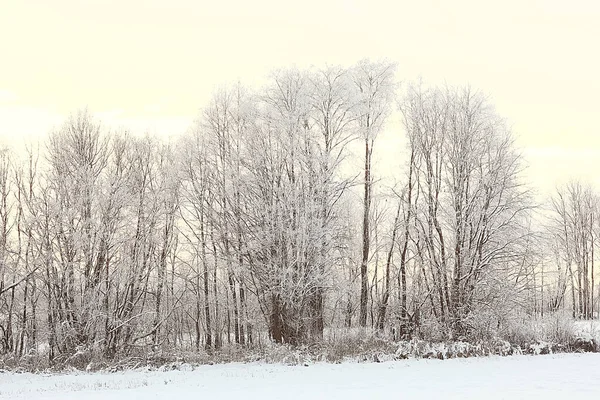 雪に覆われた冬の森の風景12月のクリスマス自然白い背景 — ストック写真