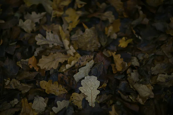 Feuilles Tombées Fond Abstrait Automne Octobre Fond Écran — Photo