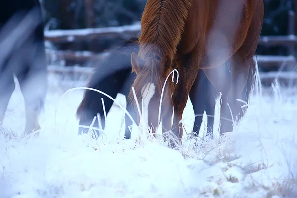 Konie Zimie Pole Hoarfrost Krajobraz Świąteczne Wakacje Ranczu — Zdjęcie stockowe