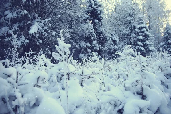 Hiver Forêt Paysage Couvert Neige Décembre Noël Nature Blanc Fond — Photo