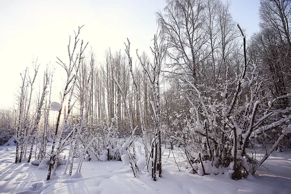 Kış orman manzarası karla kaplı, Aralık noeli doğa beyaz arka plan