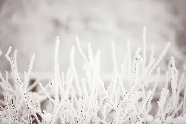 Grene Dækket Med Hoarfrost Baggrund Abstrakt Landskab Sne Vinter Natur - Stock-foto