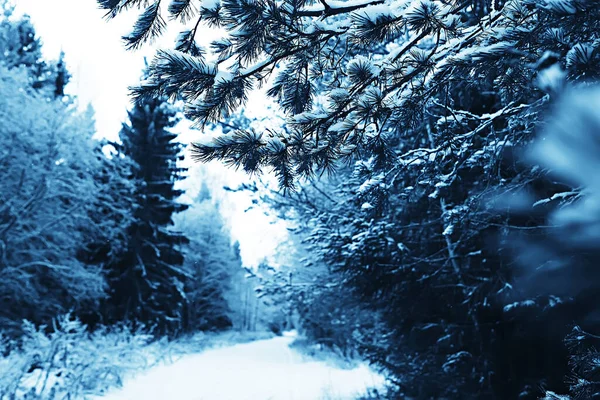 Invierno Bosque Paisaje Cubierto Nieve Diciembre Navidad Naturaleza Fondo Blanco — Foto de Stock