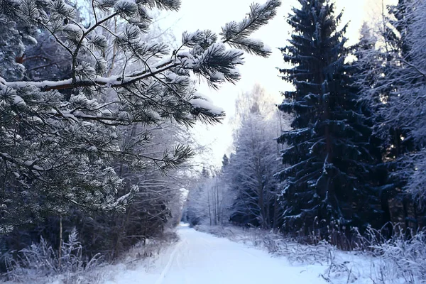 Inverno Paisagem Florestal Coberta Neve Dezembro Natal Natureza Fundo Branco — Fotografia de Stock