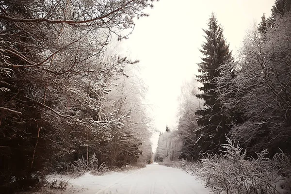 Зимний Лесной Пейзаж Покрытый Снегом Декабрь Рождество Природа Белый Фон — стоковое фото