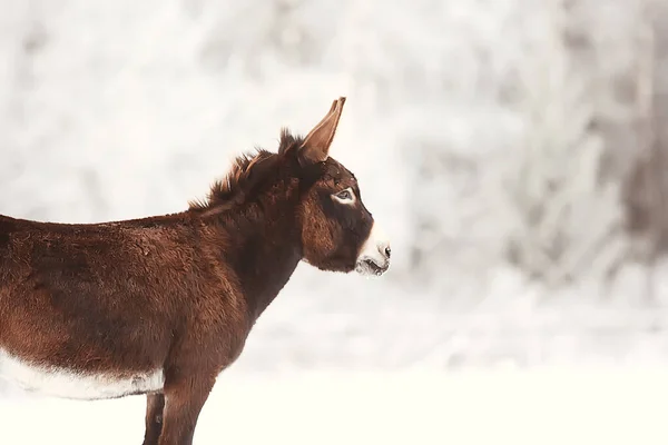 Paarden Winter Veld Heester Vorst Landschap Kerstvakantie Ranch — Stockfoto