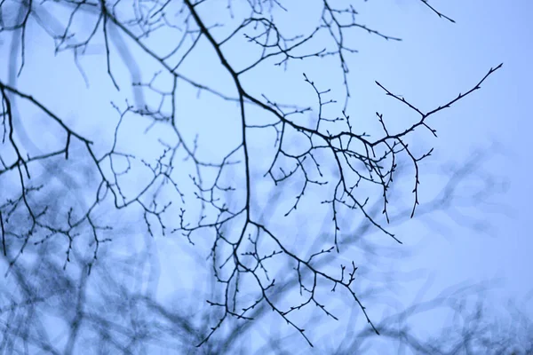 나뭇잎이 추상적 계절적 — 스톡 사진