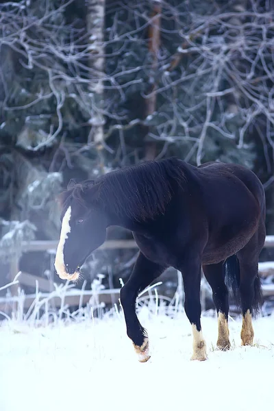 冬の野外での馬霜の風景 牧場でのクリスマス休暇 — ストック写真