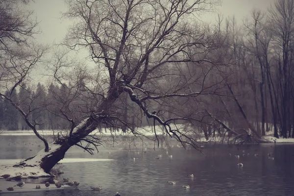 November Park Landschap Kerst Sneeuw Weer Een Stadspark Met Een — Stockfoto