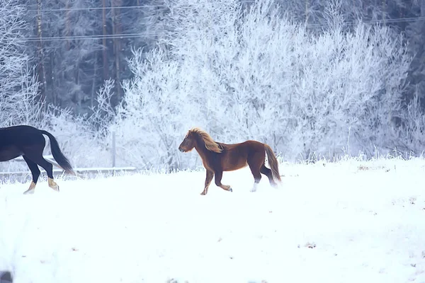 Pferde Winterfeld Raureif Landschaft Weihnachtsurlaub Auf Der Ranch — Stockfoto