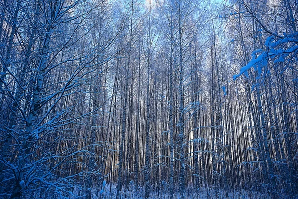 Invierno Bosque Paisaje Cubierto Nieve Diciembre Navidad Naturaleza Fondo Blanco — Foto de Stock