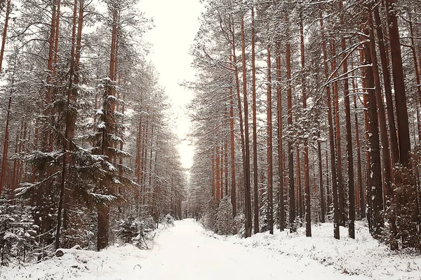 Winter Forest Landscape Covered Snow December Christmas Nature White Background — Stock Photo, Image