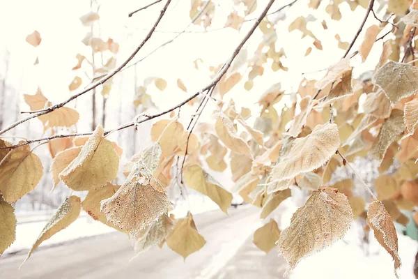 Noviembre Parque Paisaje Navidad Nieve Tiempo Parque Ciudad Con Estanque — Foto de Stock