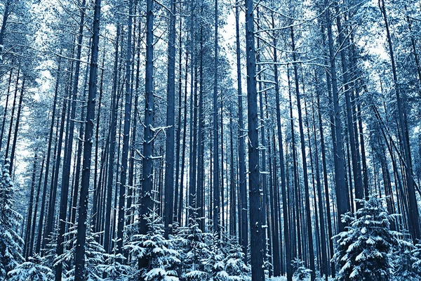 Paisagem Floresta Inverno Sazonal Bela Vista Floresta Nevada Dezembro Natureza — Fotografia de Stock