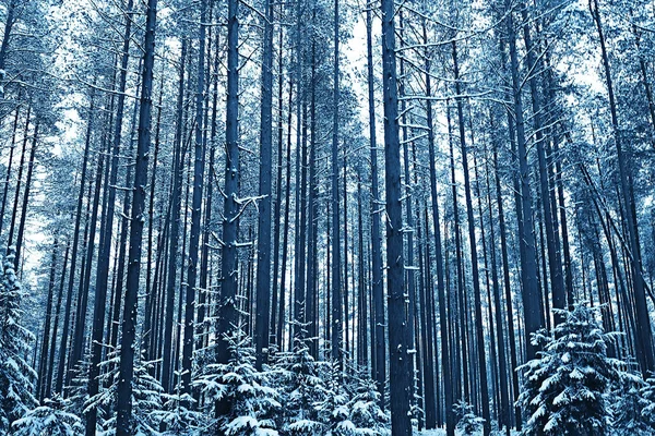 Paysage Forêt Hiver Saisonnier Belle Vue Dans Forêt Enneigée Décembre — Photo