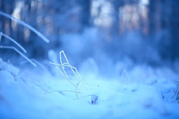 Ramas Cubiertas Con Fondo Escarcha Paisaje Abstracto Nieve Invierno Naturaleza —  Fotos de Stock