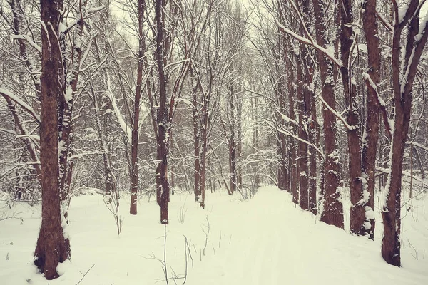 Kış orman manzarası karla kaplı, Aralık noeli doğa beyaz arka plan