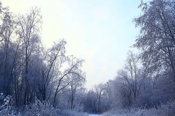 Téli Erdő Táj Borított December Karácsony Természet Fehér Háttér — Stock Fotó