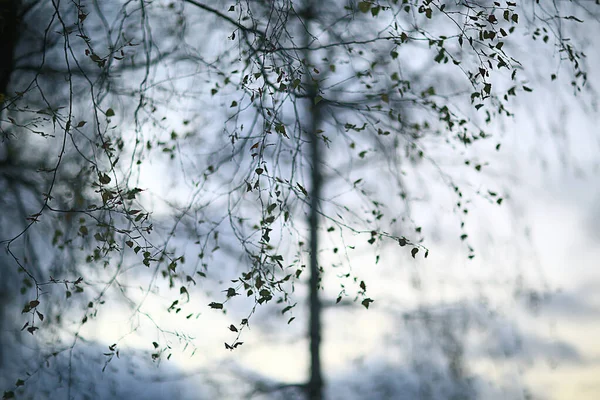 秋夜枝叶阴郁的背景 抽象的季节观念忧郁的压力 — 图库照片