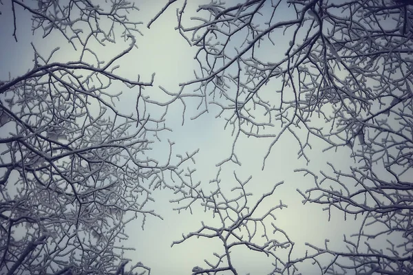 Branches Covered Hoarfrost Background Abstract Landscape Snow Winter Nature Frost — Stock Photo, Image