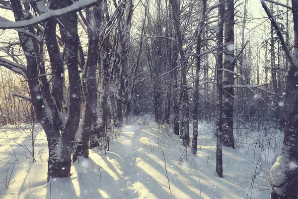 Kış orman manzarası karla kaplı, Aralık noeli doğa beyaz arka plan