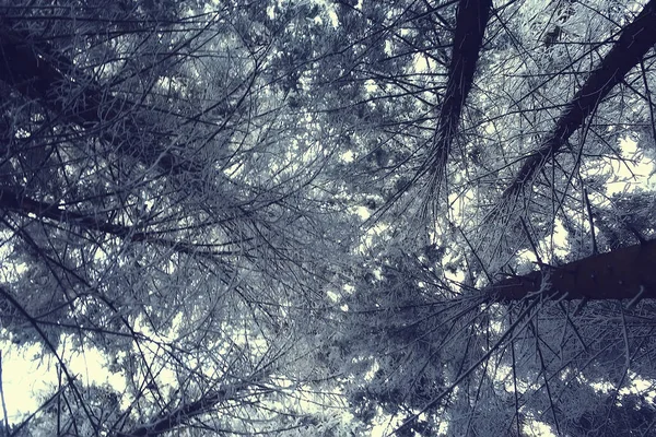 Vinter Skog Landskap Täckt Med Snö December Jul Natur Vit — Stockfoto