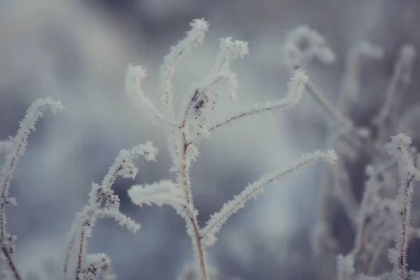 Zimní Les Krajina Pokrytá Sněhem Prosinec Vánoce Příroda Bílá Pozadí — Stock fotografie