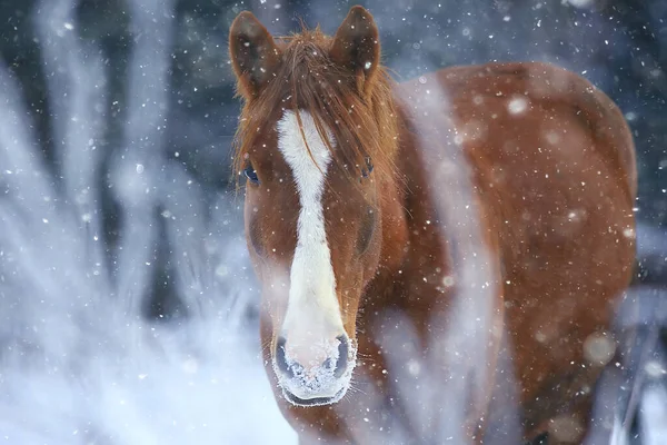 Cavalos Inverno Campo Hoarfrost Paisagem Natal Feriados Rancho — Fotografia de Stock