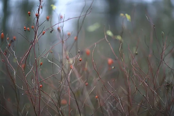 Takken Zonder Bladeren Avonds Herfst Abstracte Seizoensgebonden Achtergrond Verdriet — Stockfoto