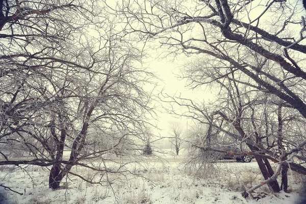 Kış orman manzarası karla kaplı, Aralık noeli doğa beyaz arka plan