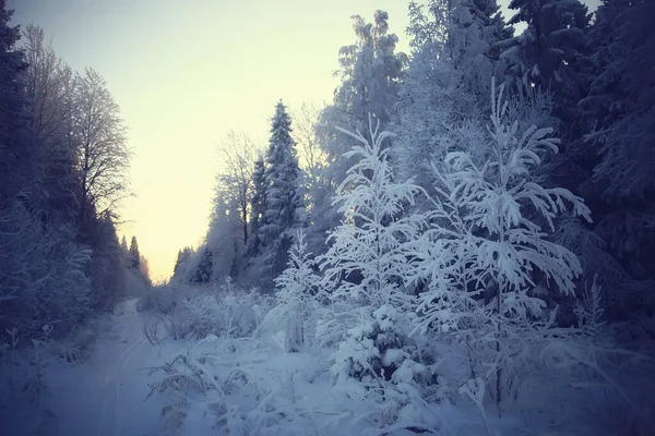 Vinter Skog Landskap Täckt Med Snö December Jul Natur Vit — Stockfoto