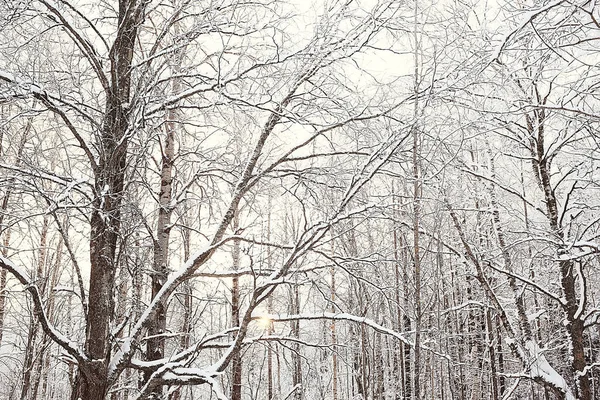 Kış orman manzarası karla kaplı, Aralık noeli doğa beyaz arka plan