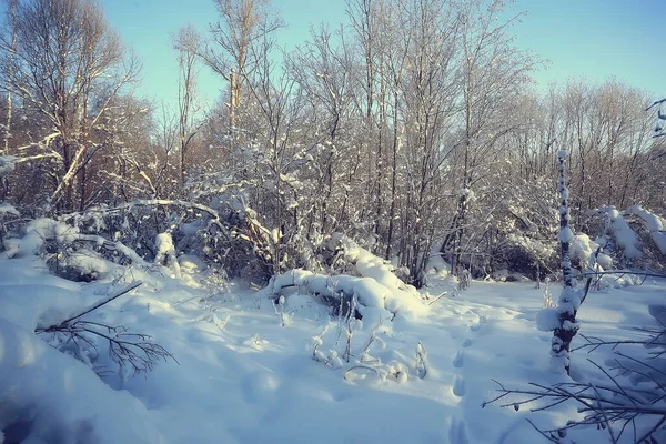 Winter Bos Landschap Bedekt Met Sneeuw December Kerst Natuur Witte — Stockfoto